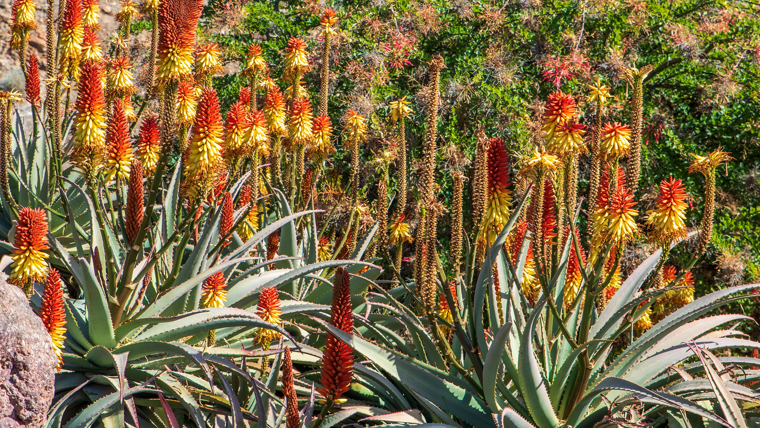 Embracing the Beauty of Native Plants in Tucson, Arizona