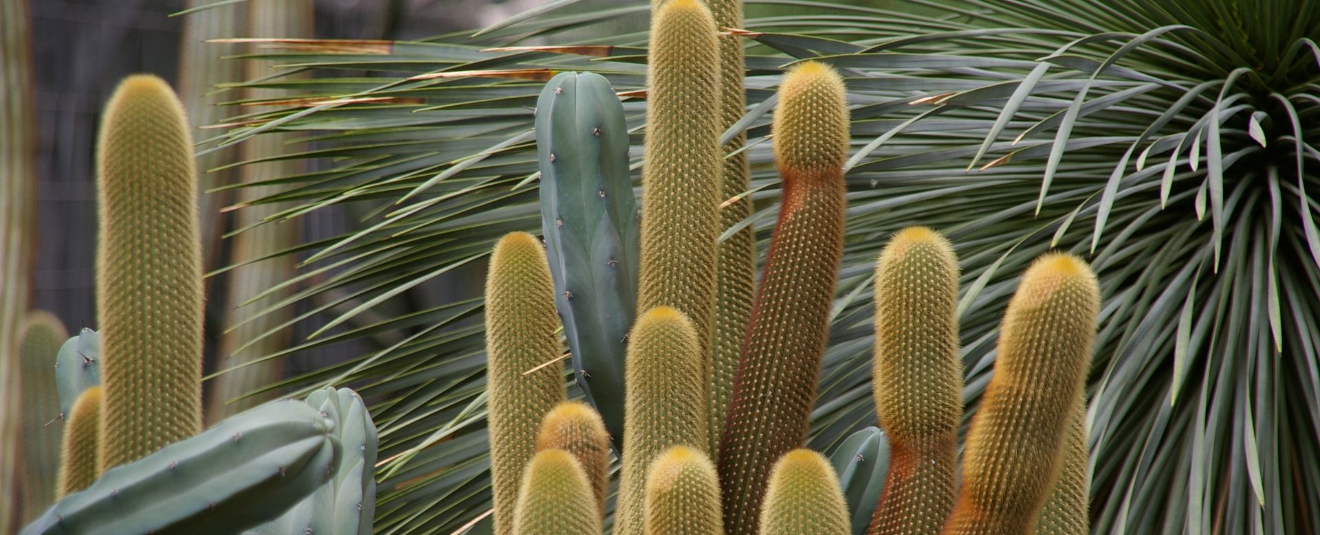 Exploring the Vibrant World of Plants in Tucson